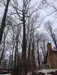 Pruning a large Red Oak.